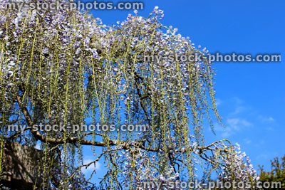 Stock image of lilac purple wisteria flowers (Japanese wisteria sinensis)