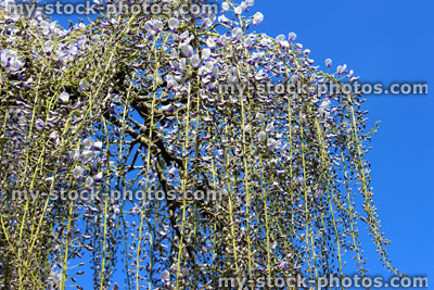 Stock image of lilac purple wisteria flowers (Japanese wisteria sinensis)