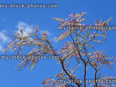 Stock image of purple Chinese wisteria sinensis flowers against blue sky