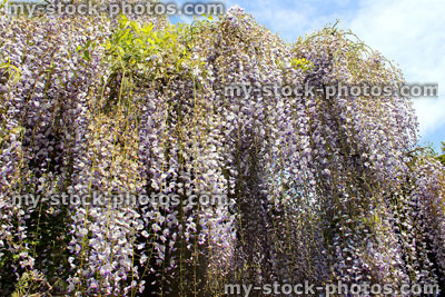 Stock image of long purple Chinese wisteria flowers (variety: wisteria floribunda)