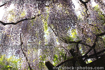 Stock image of Chinese wisteria flowers (variety: wisteria floribunda) on wooden garden pergola