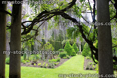 Stock image of Chinese wisteria flowers (variety: wisteria floribunda) on formal garden pergola