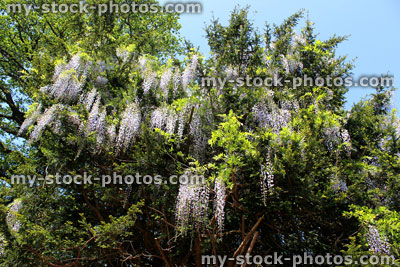 Stock image of lilac purple Japanese wisteria flowers (variety: wisteria sinensis)