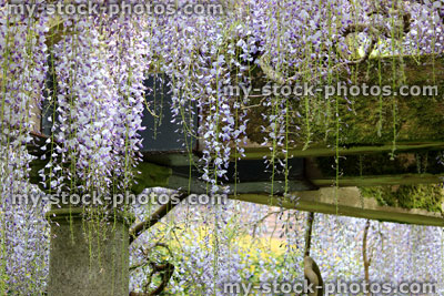Stock image of Chinese wisteria flowers (variety: wisteria floribunda) growing up garden pergola