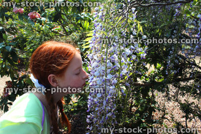 Stock image of young girl smelling purple wisteria flowers (wisteria floribunda) in spring
