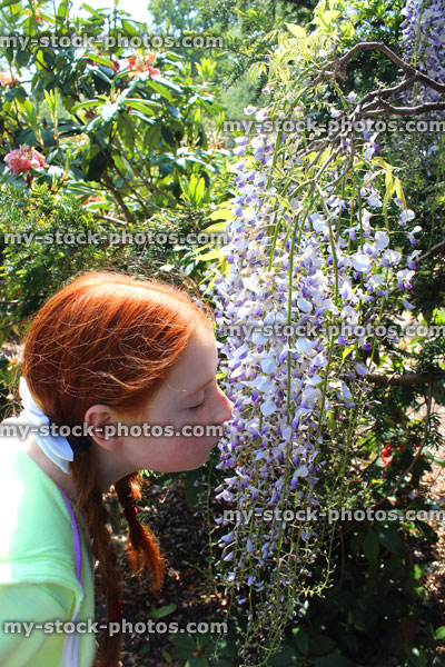 Stock image of young girl smelling purple wisteria flowers (wisteria floribunda) in spring
