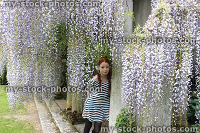 Stock image of young girl looking through long, purple wisteria flowers (wisteria floribunda)