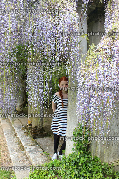 Stock image of young girl looking through long, purple wisteria flowers (wisteria floribunda)