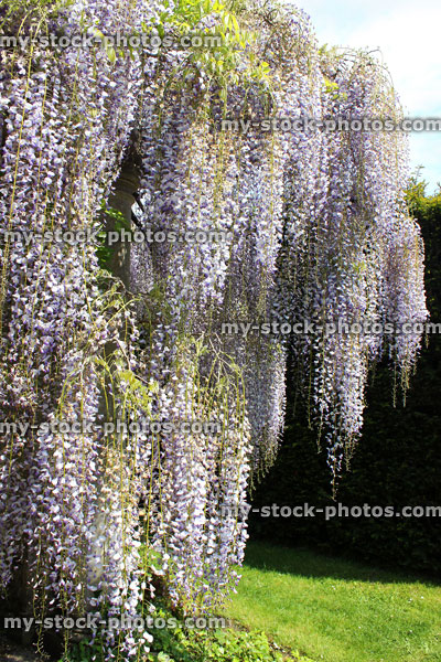 Stock image of long purple Chinese wisteria flowers (variety: wisteria floribunda)
