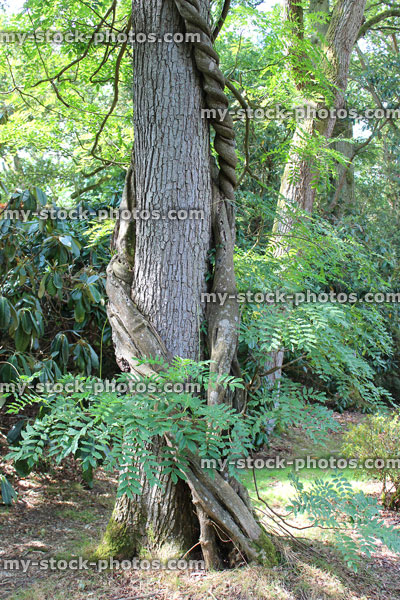 Stock image of wisteria vine climbing up tree trunk (wisteria sinensis)
