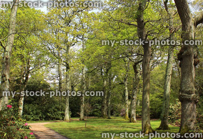 Stock image of shady woodland of oak and beech trees, with rhododendrons, ferns