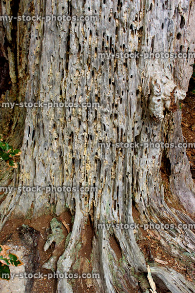 Stock image of dead tree trunk that has become rotted, filled with insects