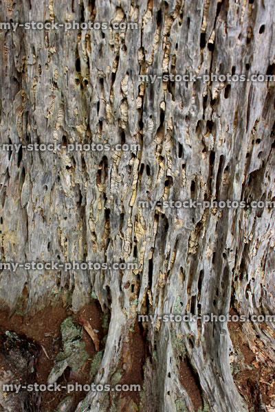 Stock image of dead tree trunk that has become rotted, filled with insects
