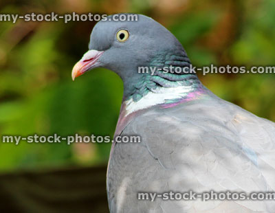 Stock image of common wood pigeon perched in garden (Columba palumbus / Culver dove)