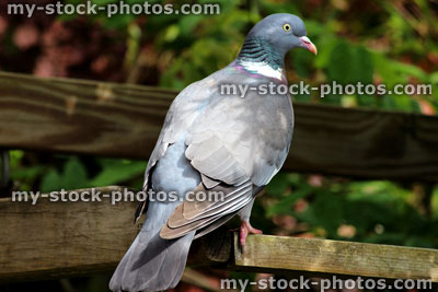 Stock image of wild common wood pigeon perched in garden ((Columba palumbus dove)