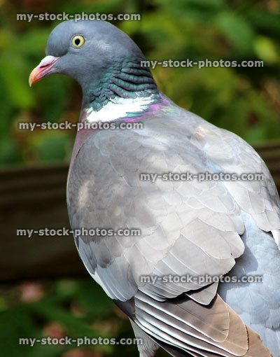 Stock image of common wood pigeon perched in garden (Columba palumbus / Culver dove)