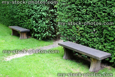 Stock image of wooden benches, clipped common yew hedge (taxus baccata)