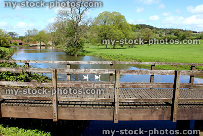 Stock image of wooden bridge over stream in farm, with ducks