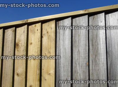 Stock image of overlapping featheredge fence panels, old and new side by side