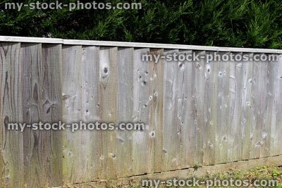 Stock image of aged wooden featherboard fencing next to conifer hedge