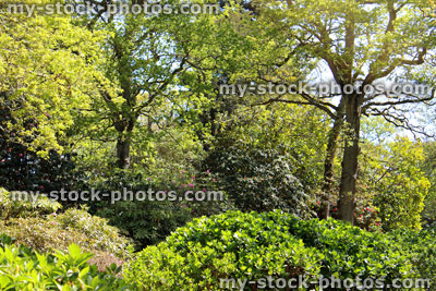 Stock image of trees and azalea bushes in woodland garden