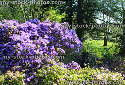 Stock image of large azalea (rhododendron) in garden with purple flowers