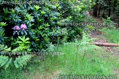 Stock image of bracken fern (Pteridium) growing in woodland, fronds / leaves