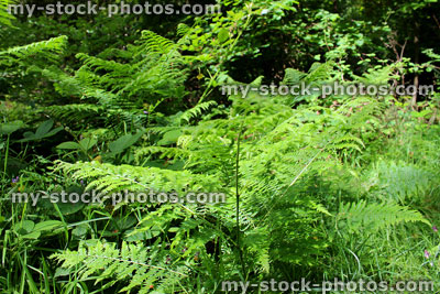 Stock image of bracken fern (Pteridium) growing in woodland, fronds / leaves