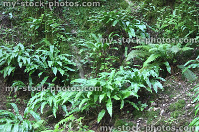 Stock image of dock leaf ferns growing in shady woodland (Rumex obtusifolius)