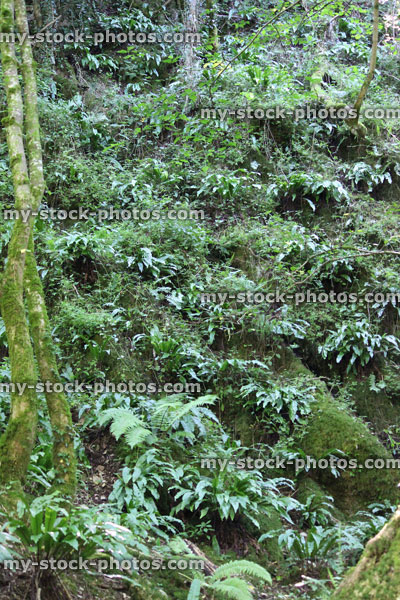 Stock image of dock leaf ferns growing in shady woodland (Rumex obtusifolius)