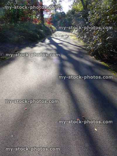 Stock image of sunny woodland in autumn with dappled shade / shadows on path
