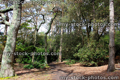 Stock image of woodland scene with common oak trees (quercus robur), dappled shade