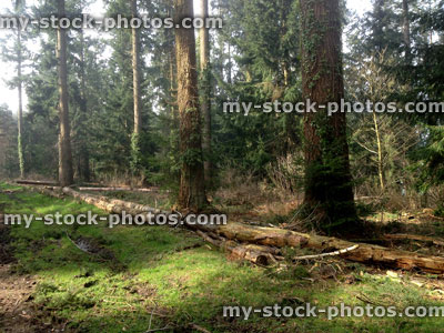 Stock image of cut logs, felled tree trunks in conifer wood