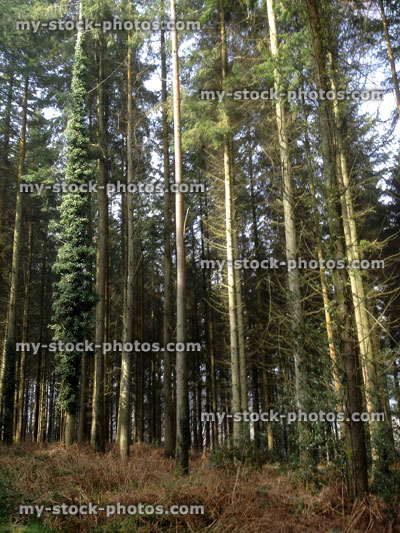 Stock image of shady conifer woodland in morning sunlight, tree trunks