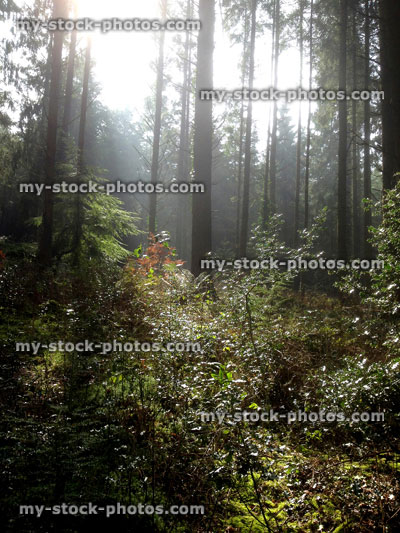 Stock image of sunny conifer woodland in morning sunlight, tree trunks