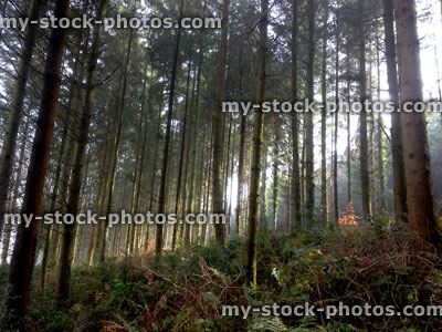 Stock image of shady conifer woodland in morning sunlight, tree trunks
