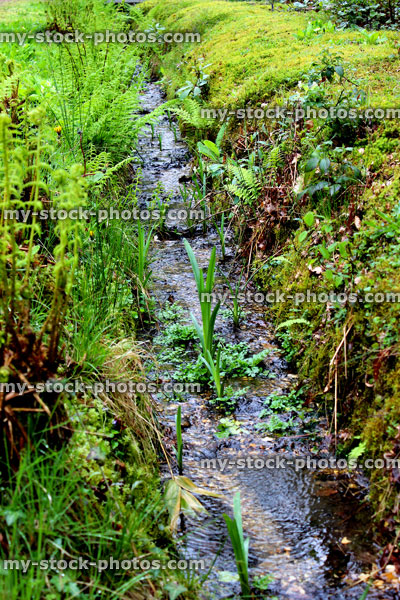 Stock image of natural woodland stream in forest, with ferns, moss and reflections