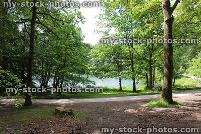 Stock image of road leading past lake and through woodland trees