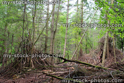 Stock image of woodland wigwams made with branches, children's woodland den / camp