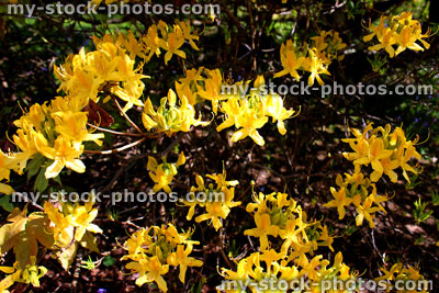 Stock image of yellow azalea flowers on small evergreen rhododendron bush