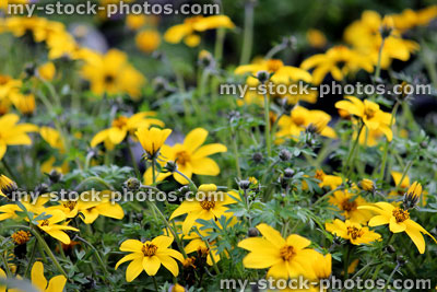 Stock image of yellow flowers of Tagetes marigold (close up)