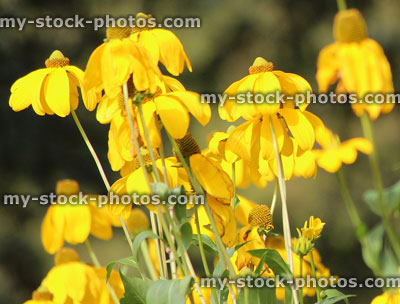 Stock image of yellow flowers on Pinnate prairie coneflower (Ratibida pinnata)