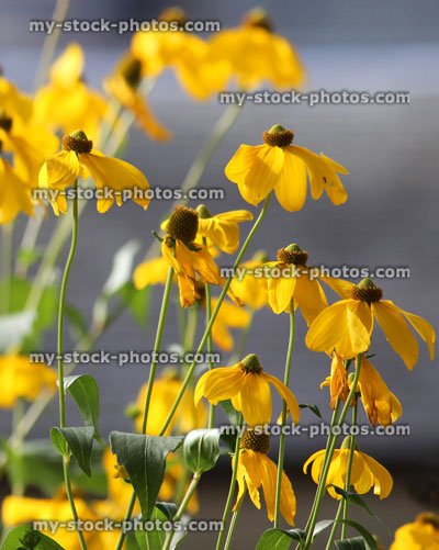 Stock image of yellow flowers on Pinnate prairie coneflower (Ratibida pinnata)