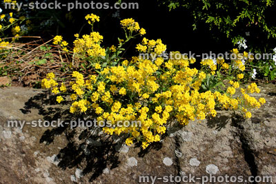 Stock image of yellow alyssum flowers, plant growing in rock garden