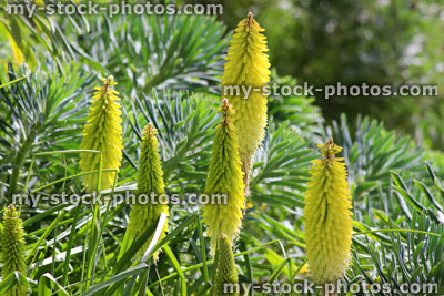Stock image of cream yellow red hot pokers flowers, Kniphofia 'Buttercup'