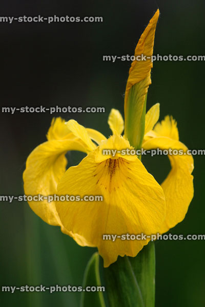 Stock image of yellow iris flower (yellow flag / water flag), Iris pseudacorus