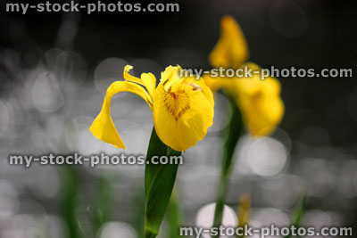 Stock image of yellow iris flower (yellow flag / water flag), Iris pseudacorus