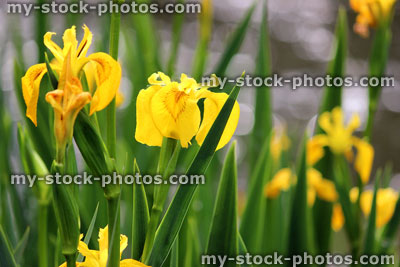 Stock image of yellow iris flowers (yellow flag / water flag), Iris pseudacorus