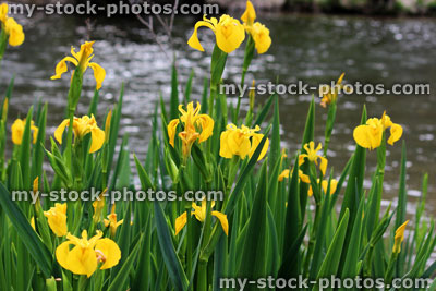 Stock image of yellow iris flowers (yellow flag / water flag), Iris pseudacorus