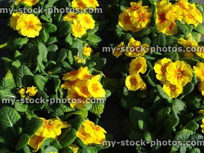 Stock image of orange and yellow primroses, annual winter spring bedding plants